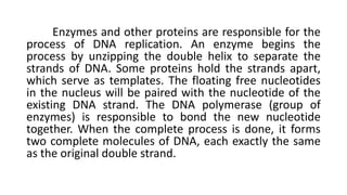 Enzymes and other proteins are responsible for the
process of DNA replication. An enzyme begins the
process by unzipping the double helix to separate the
strands of DNA. Some proteins hold the strands apart,
which serve as templates. The floating free nucleotides
in the nucleus will be paired with the nucleotide of the
existing DNA strand. The DNA polymerase (group of
enzymes) is responsible to bond the new nucleotide
together. When the complete process is done, it forms
two complete molecules of DNA, each exactly the same
as the original double strand.
 