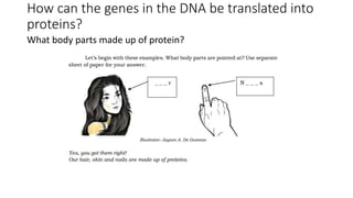 How can the genes in the DNA be translated into
proteins?
What body parts made up of protein?
 