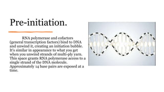 Pre-initiation.
RNA polymerase and cofactors
(general transcription factors) bind to DNA
and unwind it, creating an initiation bubble.
It's similar in appearance to what you get
when you unwind strands of multi-ply yarn.
This space grants RNA polymerase access to a
single strand of the DNA molecule.
Approximately 14 base pairs are exposed at a
time.
 