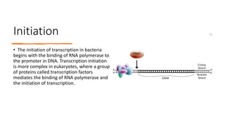 Initiation
• The initiation of transcription in bacteria
begins with the binding of RNA polymerase to
the promoter in DNA. Transcription initiation
is more complex in eukaryotes, where a group
of proteins called transcription factors
mediates the binding of RNA polymerase and
the initiation of transcription.
 