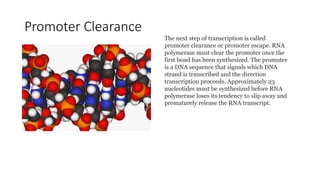 Promoter Clearance
The next step of transcription is called
promoter clearance or promoter escape. RNA
polymerase must clear the promoter once the
first bond has been synthesized. The promoter
is a DNA sequence that signals which DNA
strand is transcribed and the direction
transcription proceeds. Approximately 23
nucleotides must be synthesized before RNA
polymerase loses its tendency to slip away and
prematurely release the RNA transcript.
 