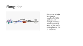 Elongation
One strand of DNA
serves as the
template for RNA
synthesis, but
multiple rounds of
transcription may
occur so that many
copies of a gene can
be produced.
 