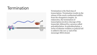Termination Termination is the final step of
transcription. Termination results in the
release of the newly synthesized mRNA
from the elongation complex. In
eukaryotes, the termination of
transcription involves cleavage of the
transcript, followed by a process called
polyadenylation. In polyadenylation, a
series of adenine residues or poly(A) tail
is added to the new 3' end of the
messenger RNA strand.
 