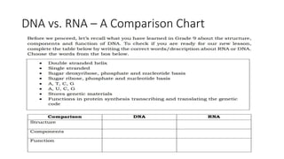 DNA vs. RNA – A Comparison Chart
 