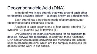 Deoxyribonucleic Acid (DNA)
is made of two linked strands that wind around each other
to resemble a twisted ladder — a shape known as a double helix.
Each strand has a backbone made of alternating sugar
(deoxyribose) and phosphate groups.
Attached to each sugar is one of four bases: adenine (A),
cytosine (C), guanine (G) or thymine (T).
DNA contains the instructions needed for an organism to
develop, survive and reproduce. To carry out these functions,
DNA sequences must be converted into messages that can be
used to produce proteins, which are the complex molecules that
do most of the work in our bodies.
 
