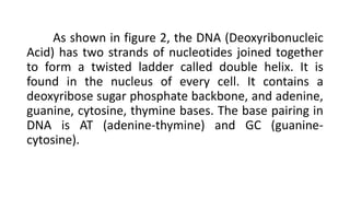 As shown in figure 2, the DNA (Deoxyribonucleic
Acid) has two strands of nucleotides joined together
to form a twisted ladder called double helix. It is
found in the nucleus of every cell. It contains a
deoxyribose sugar phosphate backbone, and adenine,
guanine, cytosine, thymine bases. The base pairing in
DNA is AT (adenine-thymine) and GC (guanine-
cytosine).
 