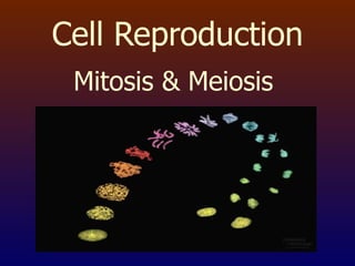 Cell Reproduction Mitosis & Meiosis   