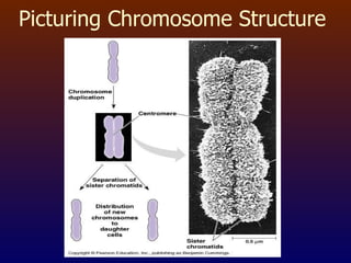 Picturing Chromosome Structure 