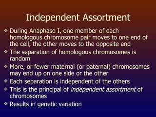 Independent Assortment During Anaphase I, one member of each homologous chromosome pair moves to one end of the cell, the other moves to the opposite end The separation of homologous chromosomes is random More, or fewer maternal (or paternal) chromosomes may end up on one side or the other Each separation is independent of the others This is the principal of  independent assortment  of chromosomes Results in genetic variation 
