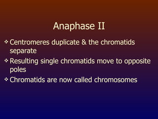 Anaphase II Centromeres duplicate & the chromatids separate Resulting single chromatids move to opposite poles Chromatids are now called chromosomes 