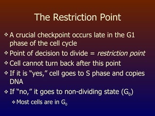 The Restriction Point A crucial checkpoint occurs late in the G1 phase of the cell cycle  Point of decision to divide =  restriction point Cell cannot turn back after this point If it is “yes,” cell goes to S phase and copies DNA If “no,” it goes to non-dividing state (G 0 ) Most cells are in G 0 
