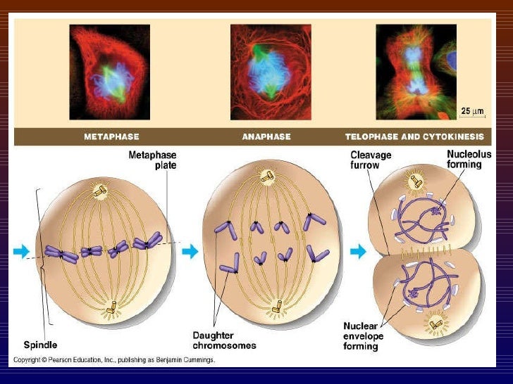 Cell Reproduction