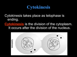 Cytokinesis Cytokinesis takes place as telophase is ending. Cytokinesis  is the division of the cytoplasm.  It occurs after the division of the nucleus. 