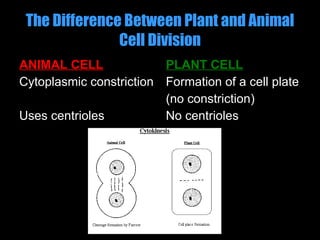 The Difference Between Plant and Animal Cell Division ANIMAL CELL Cytoplasmic constriction Uses centrioles PLANT CELL Formation of a cell plate (no constriction) No centrioles 