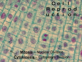 Cell Reproduction Mitosis  – Nuclear Division Cytokinesis  – Cytoplasm Division 