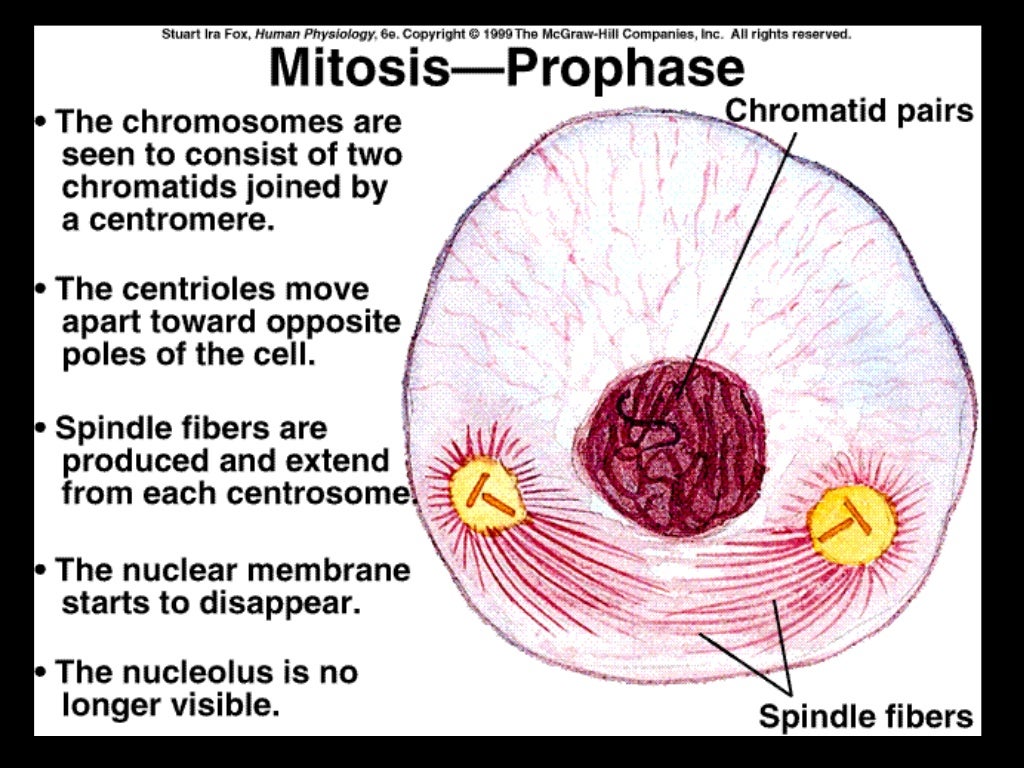 Cell Reproduction