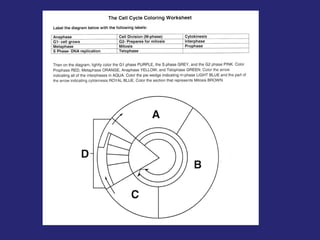 Comprehensive Overview of the Cell Cycle and Mitosis Process | PPT