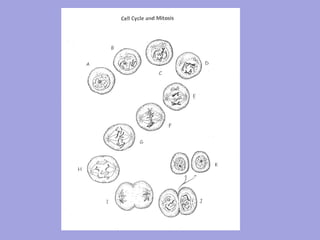Comprehensive Overview of the Cell Cycle and Mitosis Process | PPT
