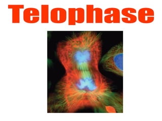 Comprehensive Overview of the Cell Cycle and Mitosis Process | PPT