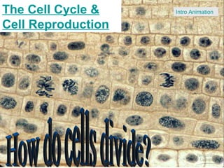 The Cell Cycle &
Cell Reproduction
Intro Animation
 