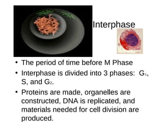 Interphase
• The period of time before M Phase
• Interphase is divided into 3 phases: G1,
S, and G2.
• Proteins are made, organelles are
constructed, DNA is replicated, and
materials needed for cell division are
produced.
 
