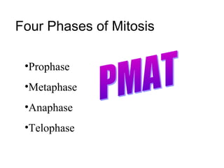 Four Phases of Mitosis
•Prophase
•Metaphase
•Anaphase
•Telophase
 