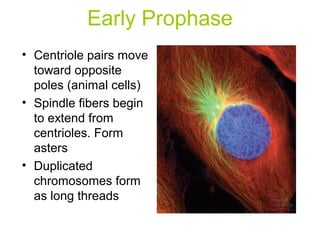 Early Prophase
• Centriole pairs move
toward opposite
poles (animal cells)
• Spindle fibers begin
to extend from
centrioles. Form
asters
• Duplicated
chromosomes form
as long threads
 