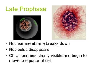 Late Prophase
• Nuclear membrane breaks down
• Nucleolus disappears
• Chromosomes clearly visible and begin to
move to equator of cell
 