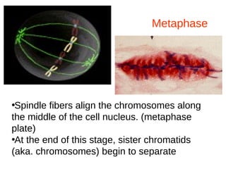 Metaphase
•Spindle fibers align the chromosomes along
the middle of the cell nucleus. (metaphase
plate)
•At the end of this stage, sister chromatids
(aka. chromosomes) begin to separate
 