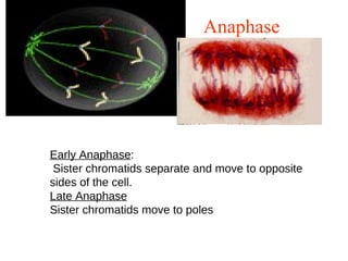 Anaphase
Early Anaphase:
Sister chromatids separate and move to opposite
sides of the cell.
Late Anaphase
Sister chromatids move to poles
 