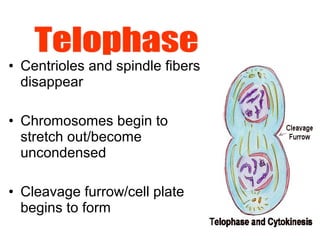 • Centrioles and spindle fibers
disappear
• Chromosomes begin to
stretch out/become
uncondensed
• Cleavage furrow/cell plate
begins to form
 