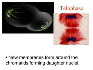 Telophase
• New membranes form around the
chromatids forming daughter nuclei.
 