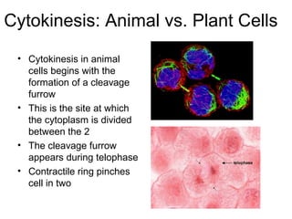 Cytokinesis: Animal vs. Plant Cells
• Cytokinesis in animal
cells begins with the
formation of a cleavage
furrow
• This is the site at which
the cytoplasm is divided
between the 2
• The cleavage furrow
appears during telophase
• Contractile ring pinches
cell in two
 