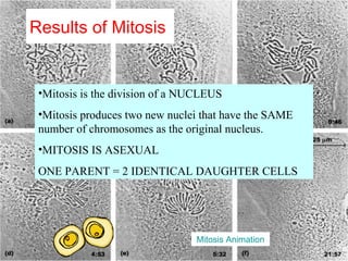 Results of Mitosis
•Mitosis is the division of a NUCLEUS
•Mitosis produces two new nuclei that have the SAME
number of chromosomes as the original nucleus.
•MITOSIS IS ASEXUAL
ONE PARENT = 2 IDENTICAL DAUGHTER CELLS
Mitosis Animation
 