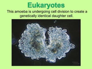 This amoeba is undergoing cell division to create a
genetically identical daughter cell.
 