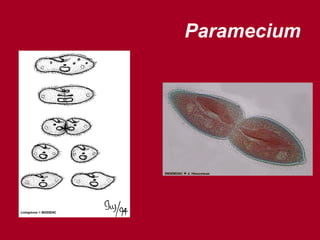 Paramecium
 