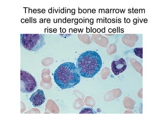 These dividing bone marrow stem
cells are undergoing mitosis to give
rise to new blood cells
 