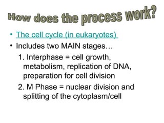 • The cell cycle (in eukaryotes)
• Includes two MAIN stages…
1. Interphase = cell growth,
metabolism, replication of DNA,
preparation for cell division
2. M Phase = nuclear division and
splitting of the cytoplasm/cell
 