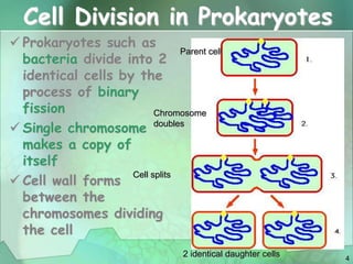 Cell Reproduction.pptx
