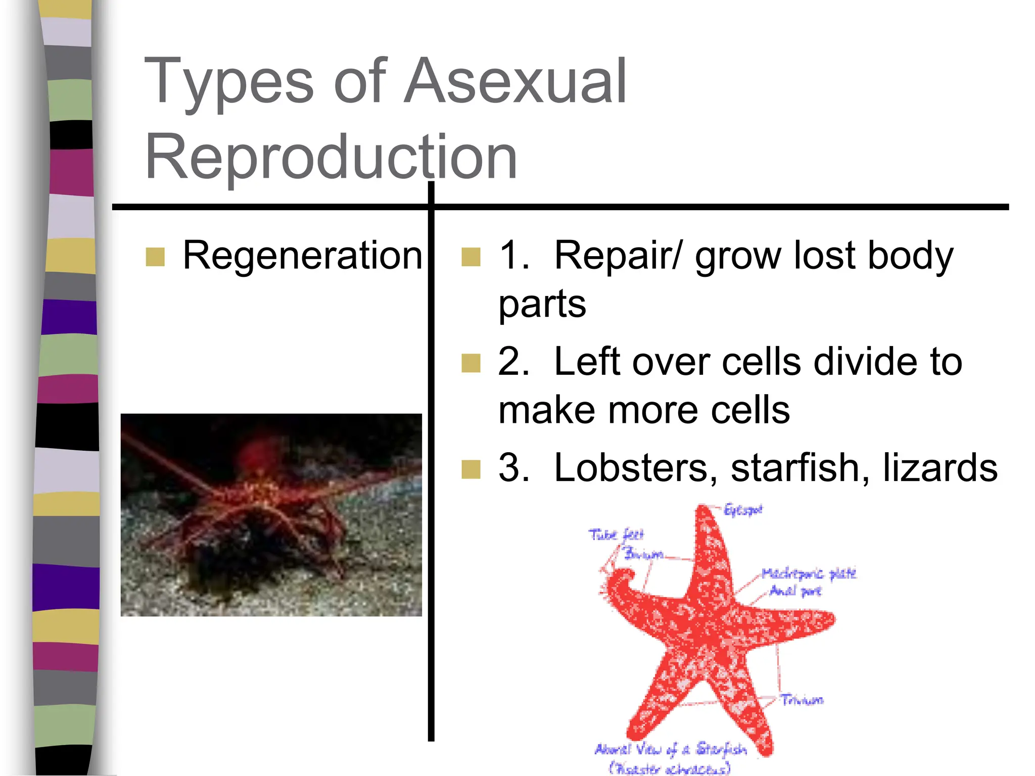 Cell Reproduction.ppt