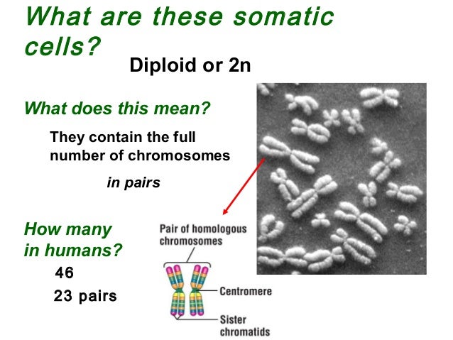 What do chromosomes do?