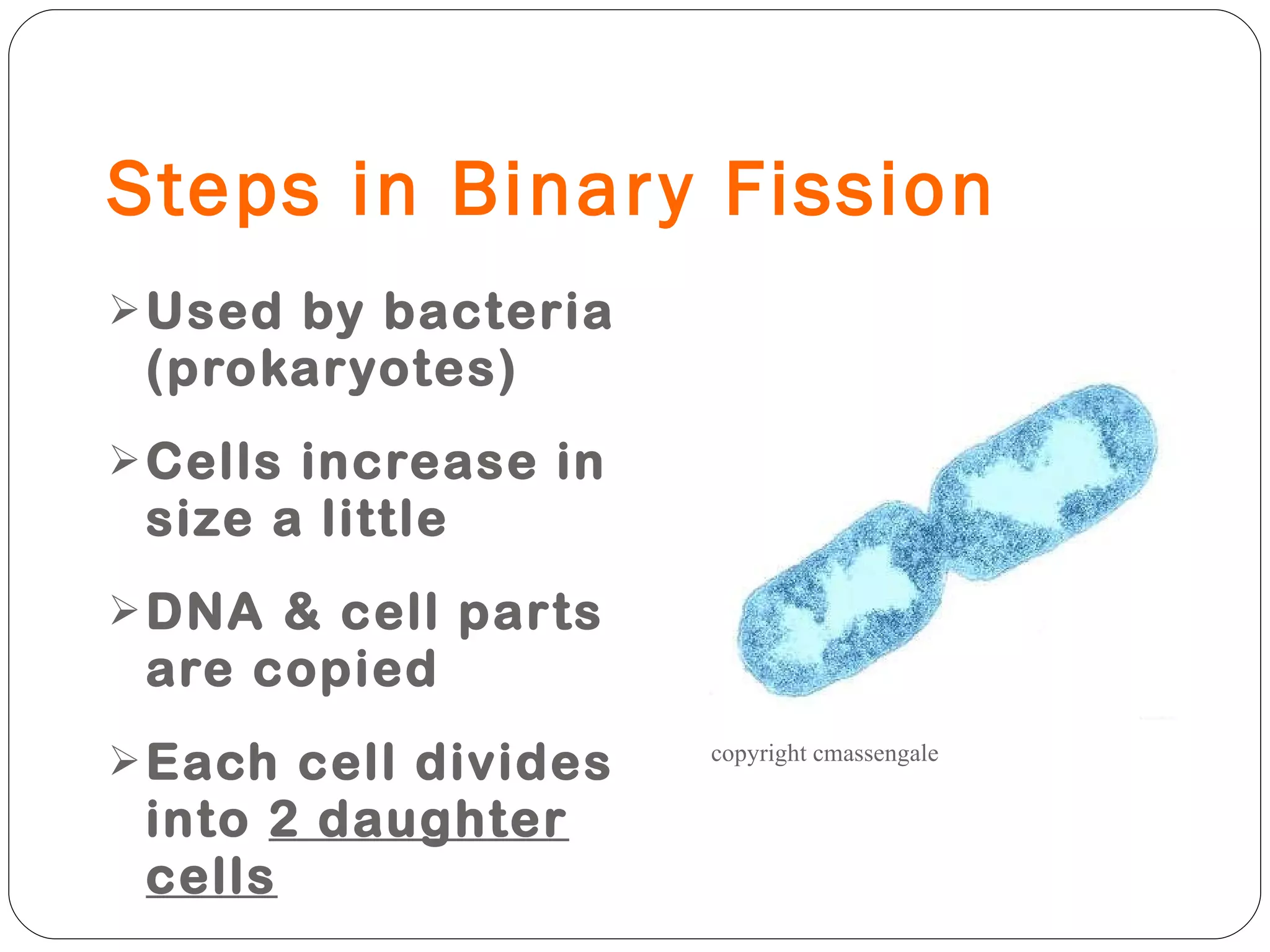 Steps in Binary Fission Used by bacteria (prokaryotes) Cells increase in size a little DNA & cell parts are copied Each cell divides into  2 daughter cells copyright cmassengale 