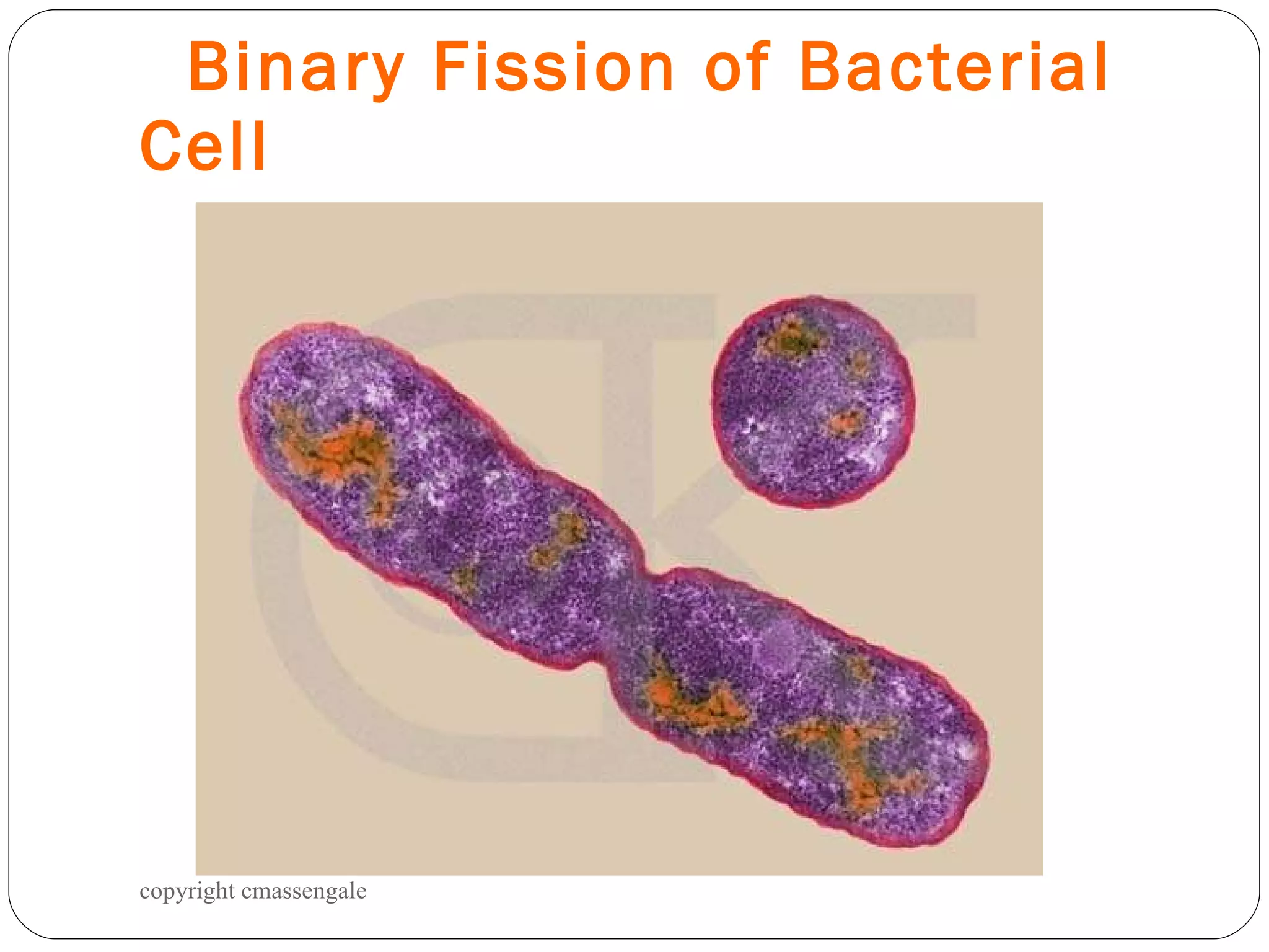 Binary Fission of Bacterial Cell copyright cmassengale 