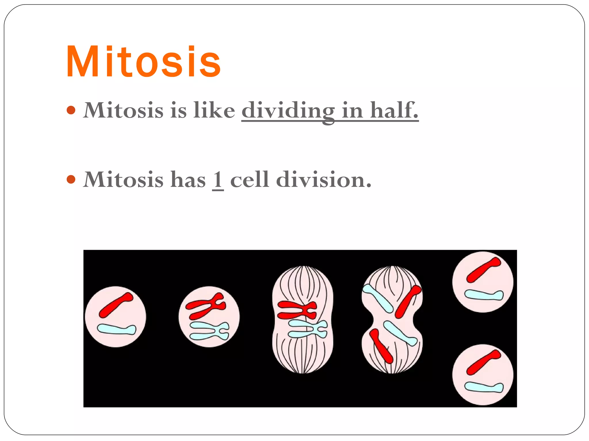 Mitosis Mitosis is like  dividing in half. Mitosis has  1  cell division. 