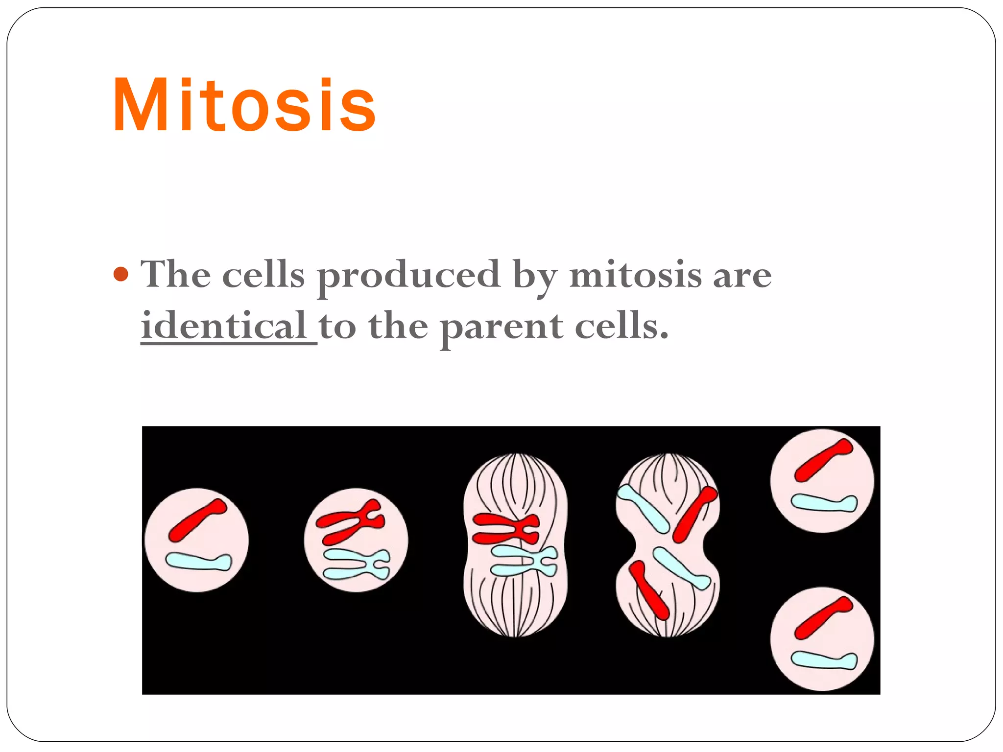 Mitosis The cells produced by mitosis are  identical  to the parent cells. 