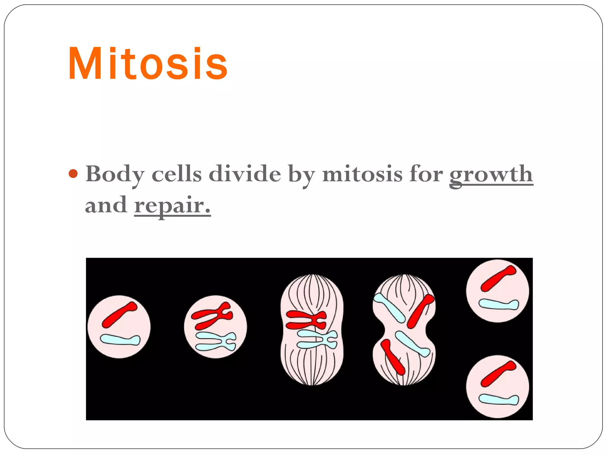 Mitosis Body cells divide by mitosis for  growth  and  repair. 