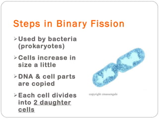 Steps in Binary Fission Used by bacteria (prokaryotes) Cells increase in size a little DNA & cell parts are copied Each cell divides into  2 daughter cells copyright cmassengale 