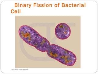 Binary Fission of Bacterial Cell copyright cmassengale 