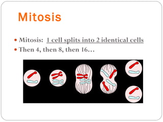 Mitosis Mitosis:  1 cell splits into 2 identical cells   Then 4, then 8, then 16… 