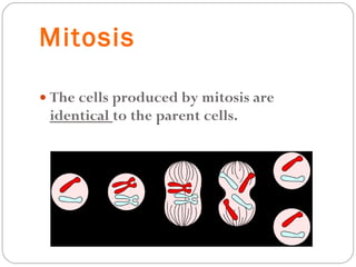 Mitosis The cells produced by mitosis are  identical  to the parent cells. 